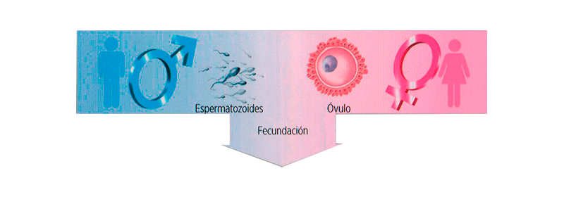 001. El Primer Paso del Embarazo