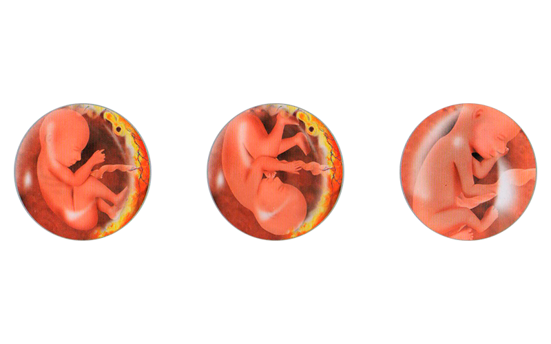 004. El Crecimiento del Bebé en el Segundo Trimestre
